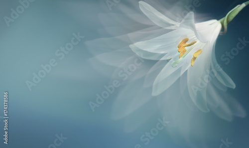 single white daffodil flower on blue background