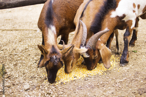 goats eating feed