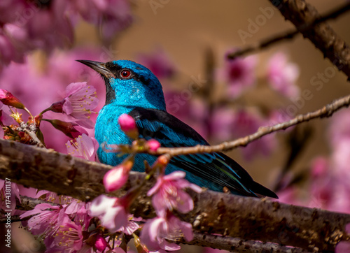 Blue dacnis on a cherry tree © Eduardo