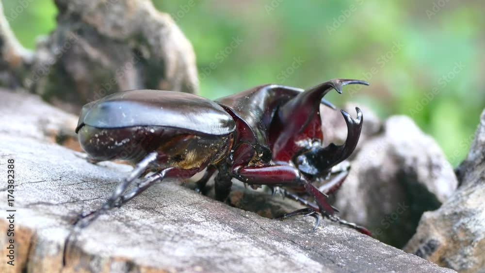 breeding season male rhinoceros beetle are fighting for female
breeding season male rhinoceros beetle are fighting for female
