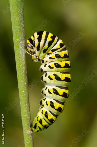 Black Swallowtail caterpillar in pre-pupa stage © moneycue_canada