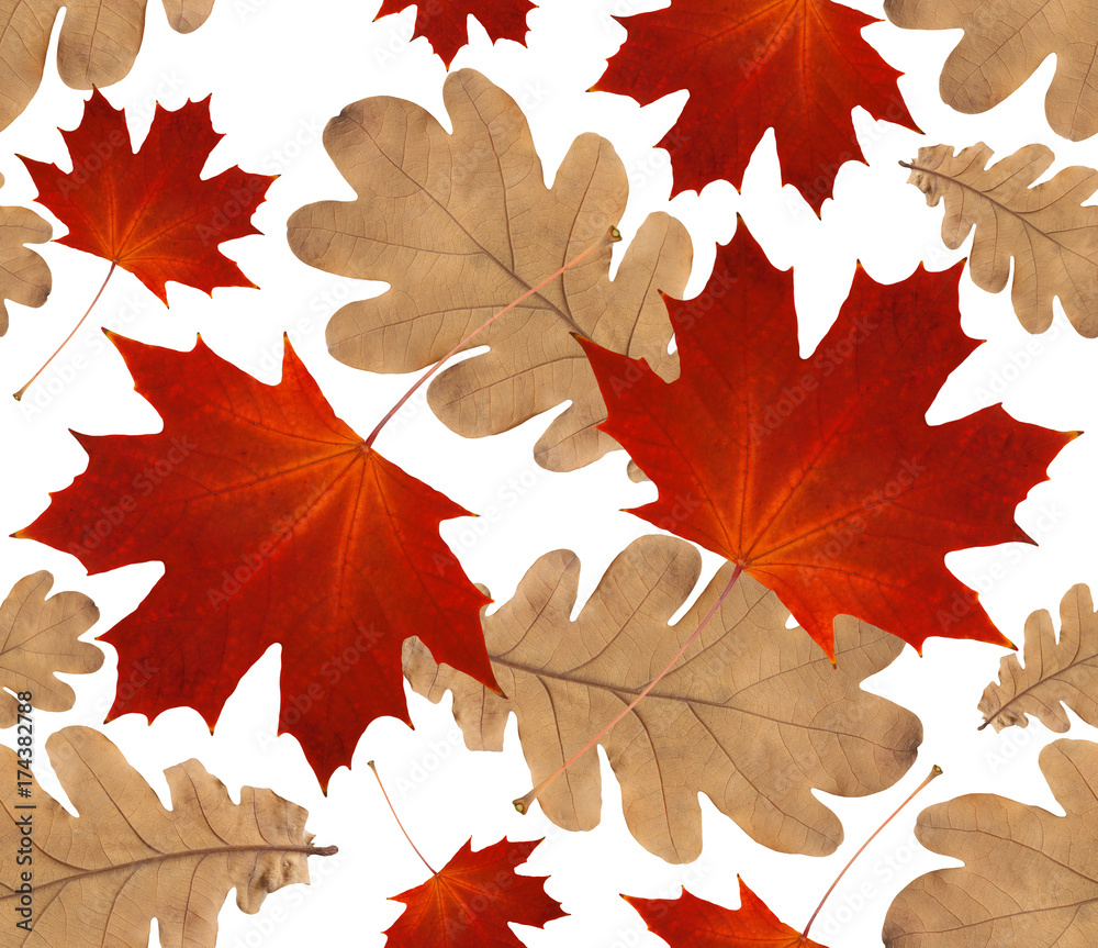 Fototapeta premium autumn seamless pattern