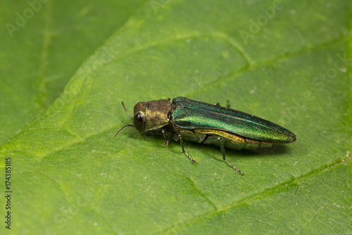Closeup of an Emerald Ash Borer