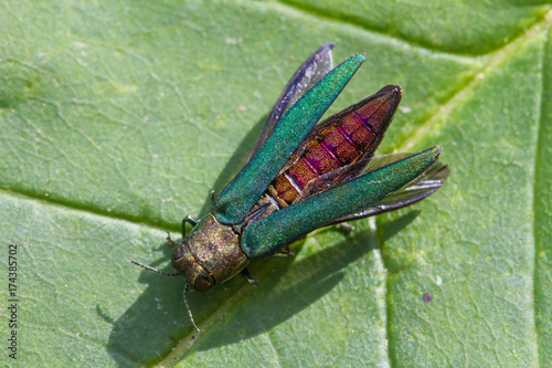Emerald Ash Borer Warming Up in the Sunlight