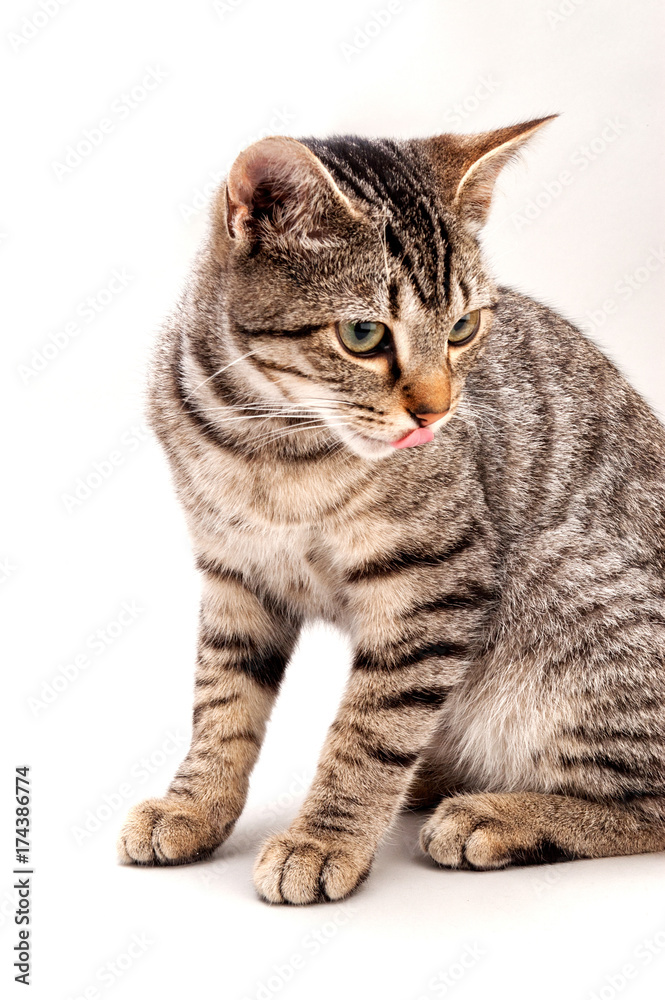 Obraz premium 猫の素材