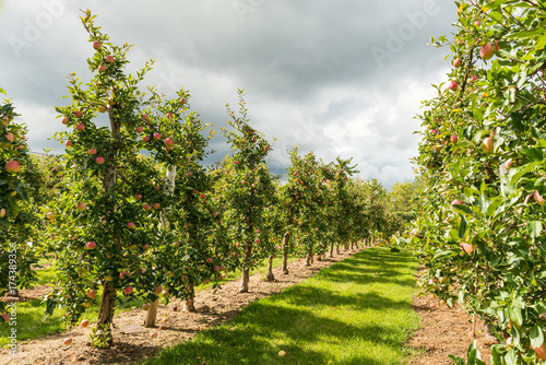 Halton Hills Apple orchard 