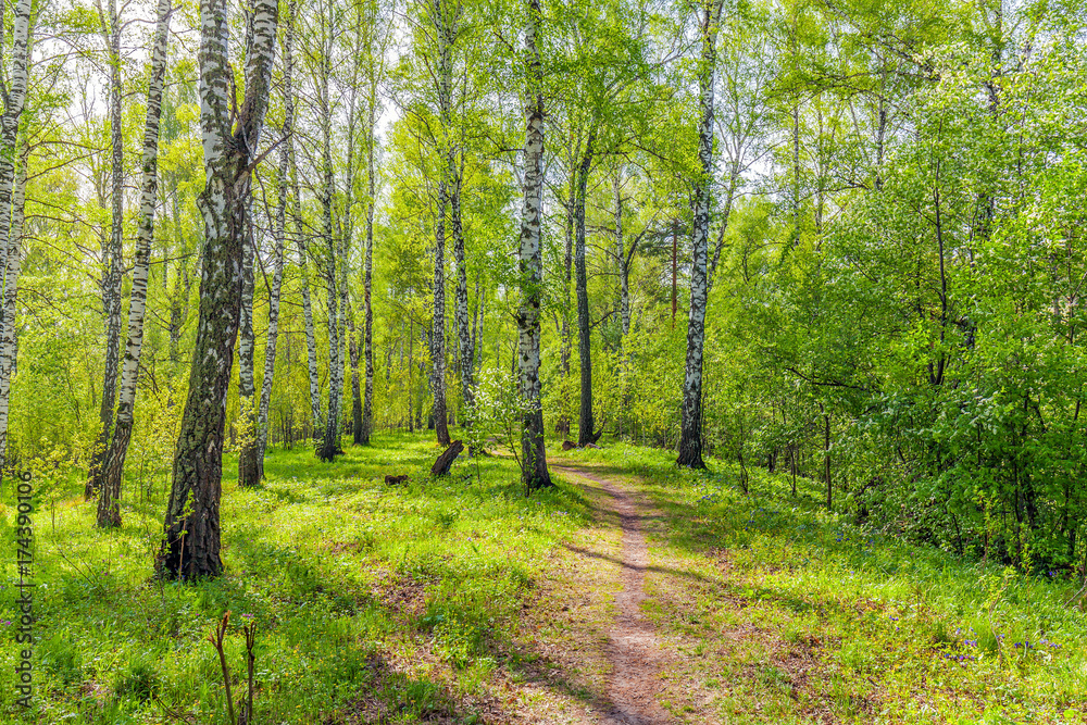 Obraz premium Birch grove on a spring sunny day.