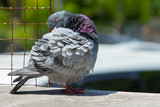 full body of homing pigeon preening feather
