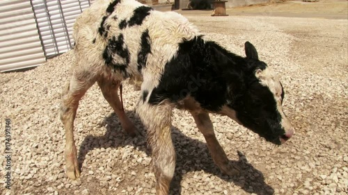 Just born calf stands up photo