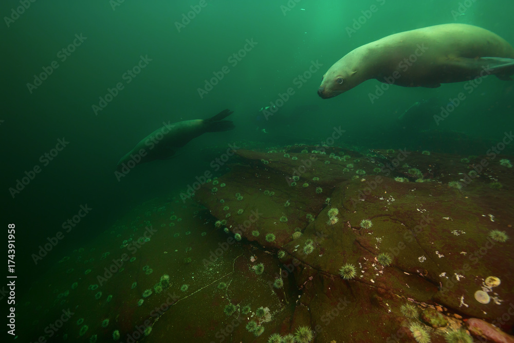 Fototapeta premium Beautiful underwater scene with Sea Lions and Scuba Divers. Picture taken in Pacific Ocean near Hornby Island, BC, Canada.