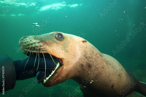 Young Sea Lion playfully biting a Scuba Divers Hand underwater. Picture taken in Pacific Ocean near Hornby Island, BC, Canada.