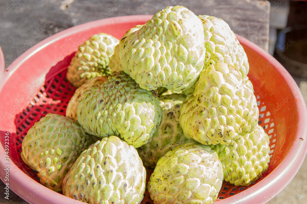 Many custard apple green in a red basket Many custard apple green in a red basket