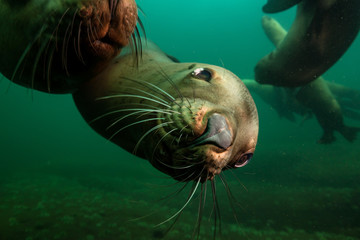 A close up picture of a cute Sea Lion swimming underwater. Picture taken in Pacific Ocean near Honby Island, British Columbia, Canada.