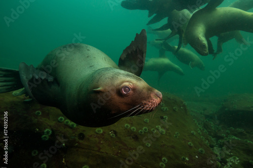 Close up portrait picture of a cute sea lion. Picture taken in Pacific Ocean near Hornby Island, BC, Canada.