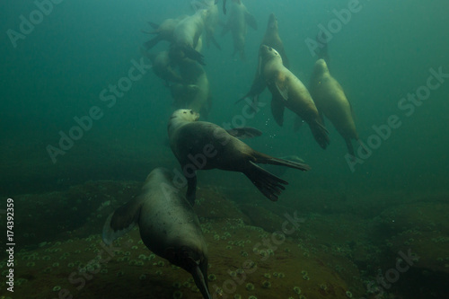 A herd of young sea lions swimming underwater in Pacific Ocean with a scuba diver in the background. Picture taken in Hornby Island, BC, Canada.