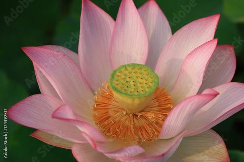 ハスの花（lotus）