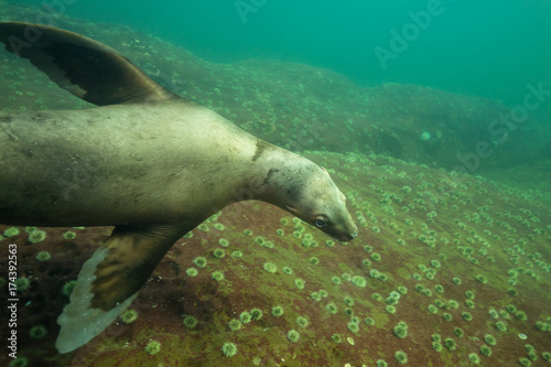 A cute Sea Lion swimming underwater. Picture taken in Pacific Ocean near Hornby Island, British Columbia, Canada.