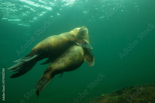 A couple of Sea Lions hugging underwater. Picture taken in Pacific Ocean near Hornby Island, British Columbia, Canada.