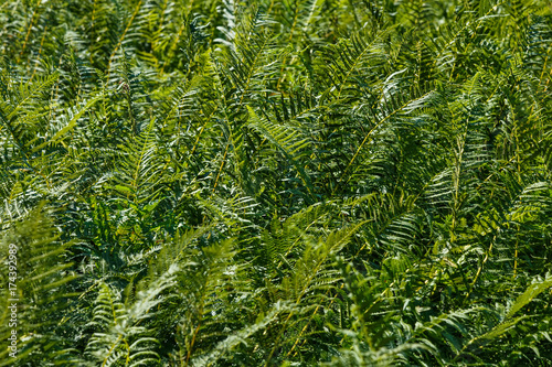 Green fern leaves background © bander