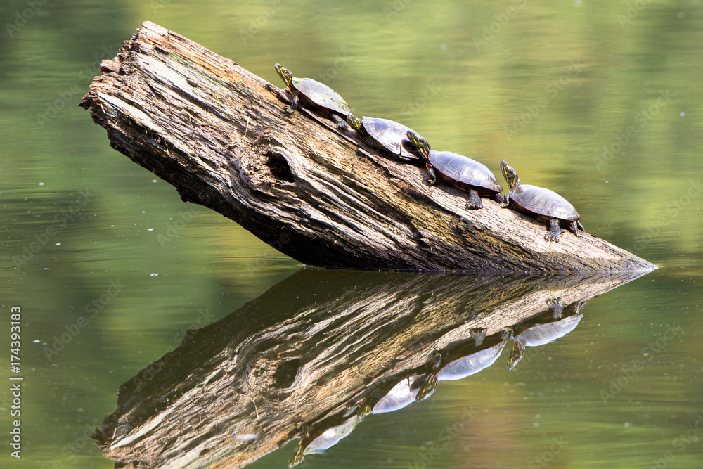 Fototapeta premium Four Painted Turtles on a log, with autumn colors reflected in the water, on the banks of the Mississippi River at Gordon's Landing in Wisconsin