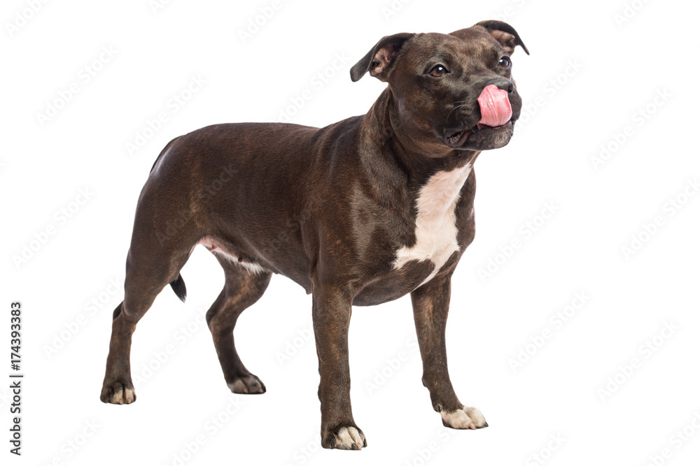 cute pitbull dog licking nose isolated on white background
cute pitbull dog licking nose isolated on white background