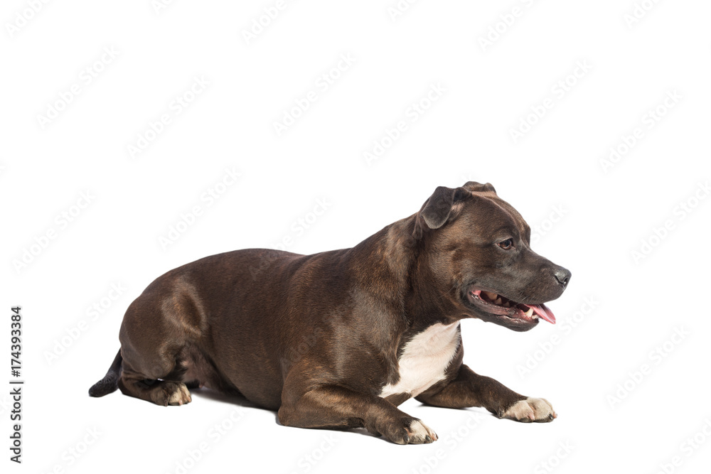 cute pitbull dog sitting isolated on white background
cute pitbull dog sitting isolated on white background