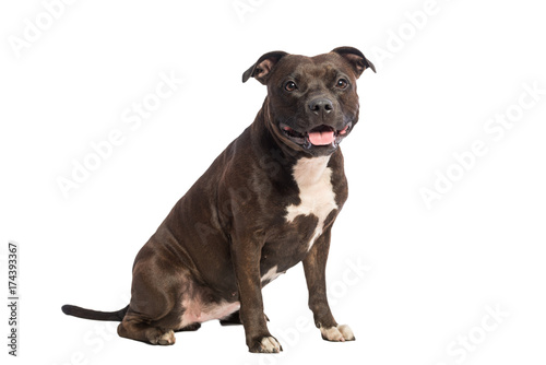 cute pitbull dog sitting isolated on white background 
 photo