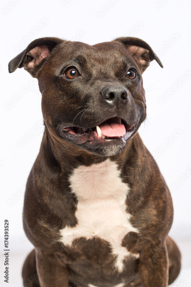 cute pitbull dog with opened mouth isolated on white background  