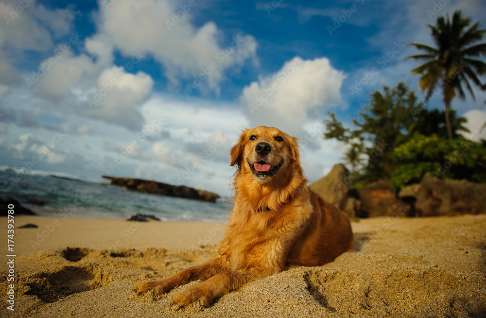 Golden Retriever dog outdoor beach portrait against tropical trees