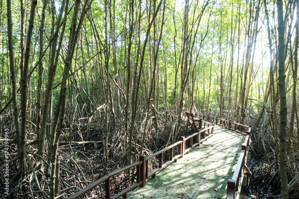Obraz premium Mangrove forest atmosphere in the morning time at Hua Hin Town, Thailand