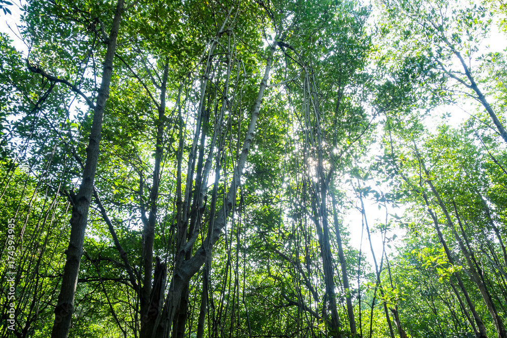 Mangrove forest atmosphere in the morning time at Hua Hin Town, Thailand Mangrove forest atmosphere in the morning time at Hua Hin Town, Thailand