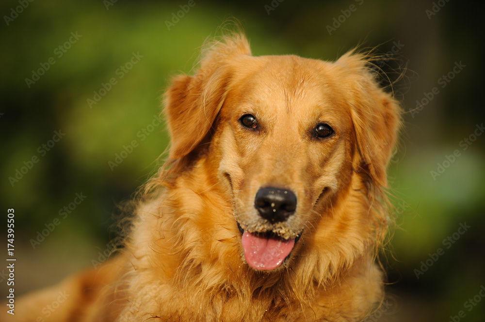 Golden Retriever dog portrait in trees
