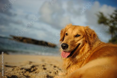 Golden Retriever dog lying on Hawaii beach looking back