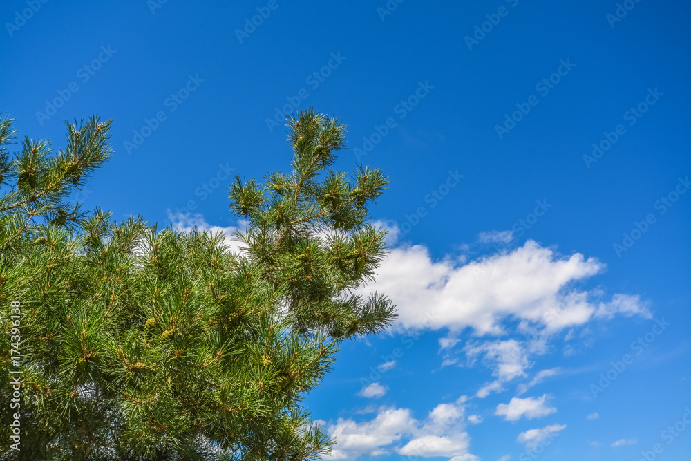 Pine tree branches on clouds and blue sky background