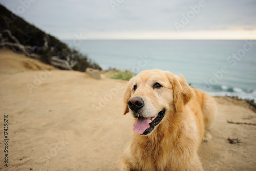Golden Retriever dog lying on cliff overlooking the ocean