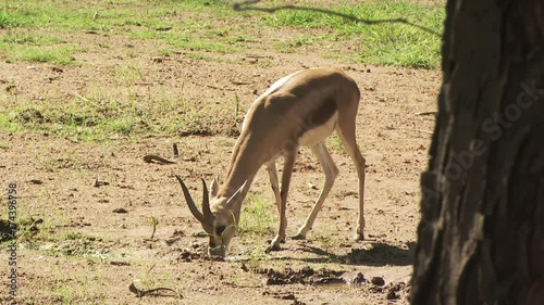 Deer Feeding 3