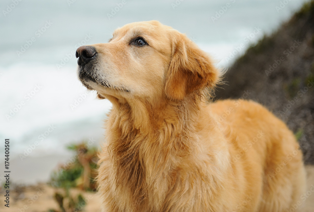 Golden Retriever dog head shot against ocean
