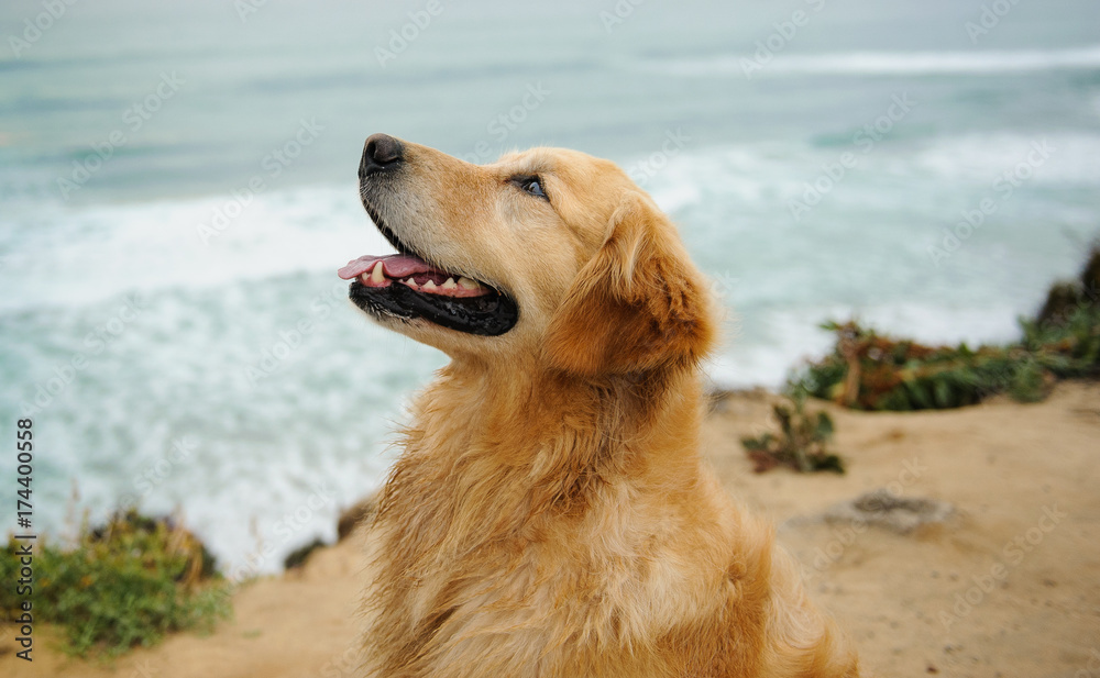 Golden Retriever dog head shot against blue ocean