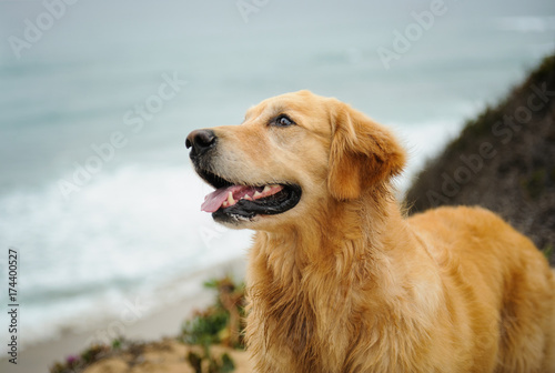 Fototapeta Naklejka Na Ścianę i Meble -  Golden Retriever dog portrait against water