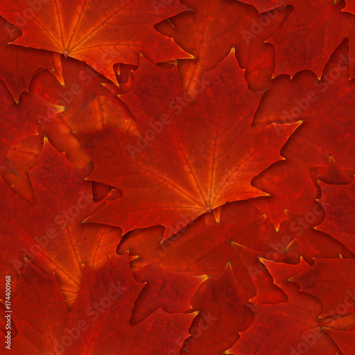 seamless maple leaf  scarlet red autumn