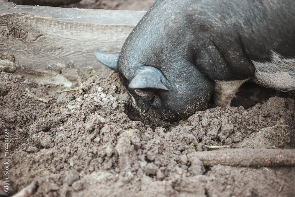 Black Vietnamese pigs on the farm Black Vietnamese pigs on the farm