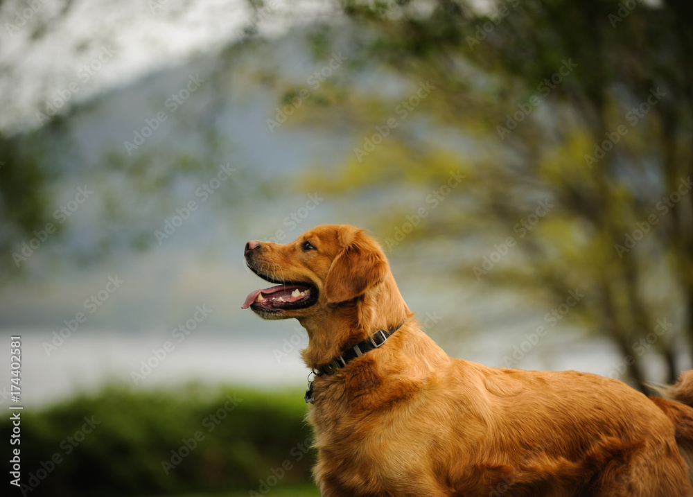 Golden Retriever dog outdoor portrait in nature