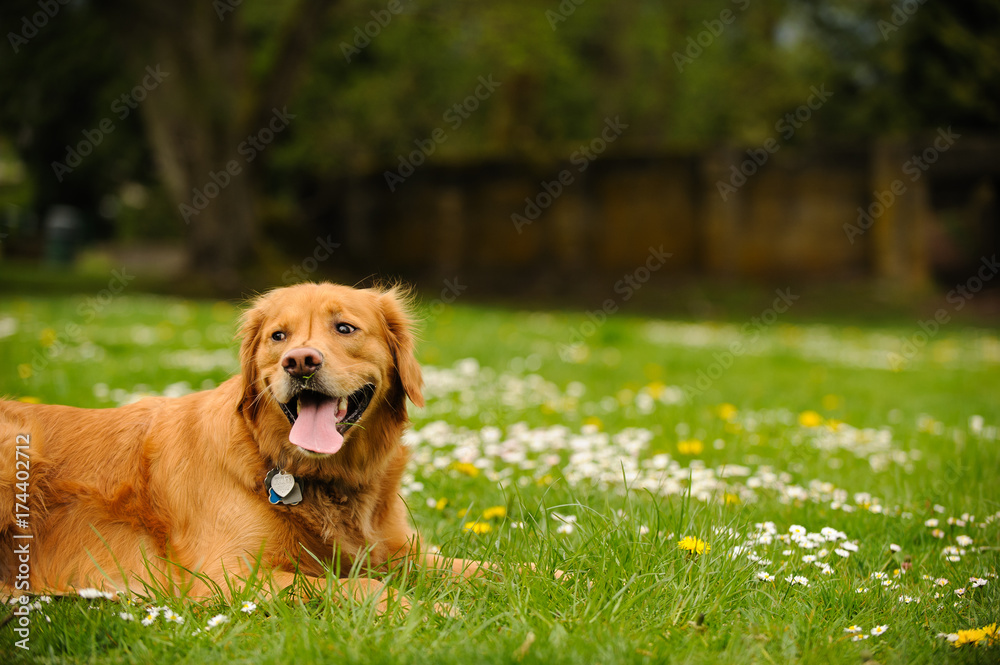 Golden Retriever dog outdoor portrait lying in grass Golden Retriever dog outdoor portrait lying in grass