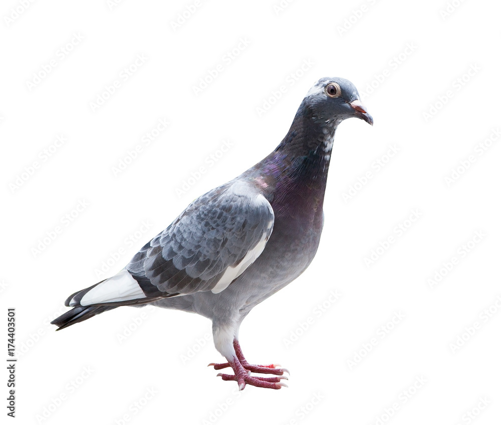 close up full body of homing pigeon bird isolated white background