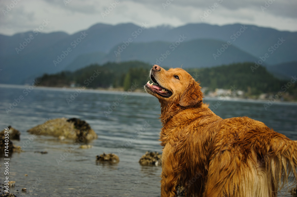 Golden Retriever dog outdoor portrait at mountain inlet