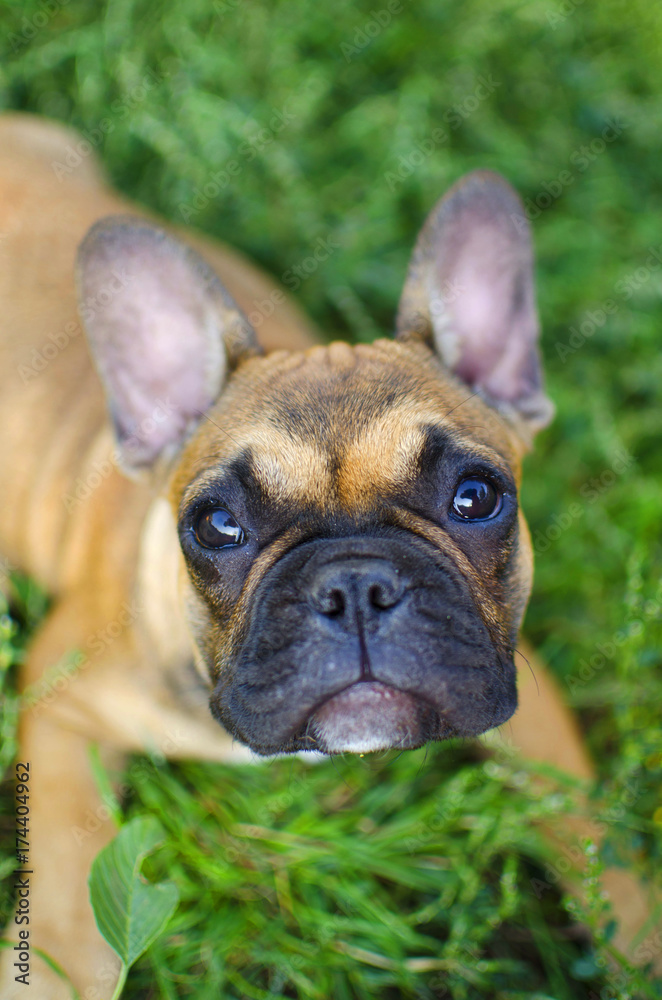 Funny french bulldog puppy on the green grass background. Cute dog's muzzle