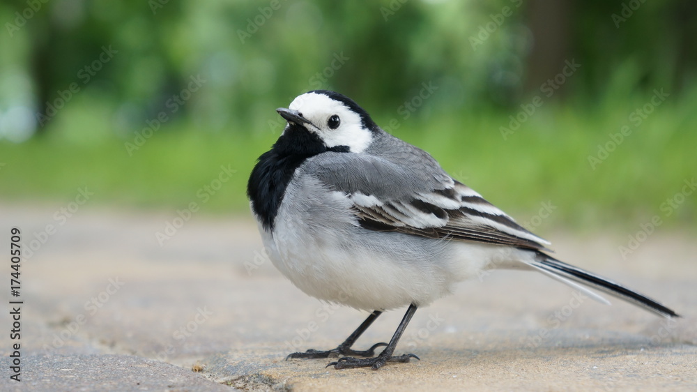 Obraz premium Bird macro