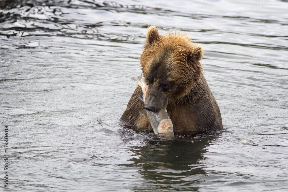 Brown bear eating a freshly caught fish. Kuril lake, Kamchatka, Russia. Brown bear eating a freshly caught fish. Kuril lake, Kamchatka, Russia.