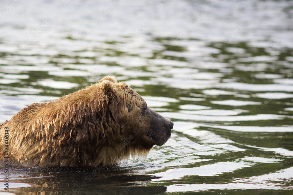 Brown bear in water. Closeup portrait in profile