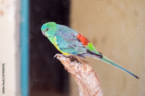 Red-rumped Parrot photo